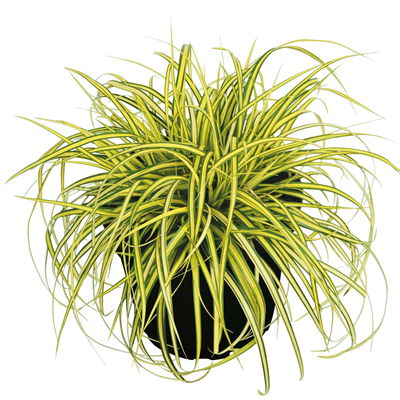 Bio Gartensegge 'Eversheen', gelb-grün, Topf-Ø 12 cm, 3 Pflanzen Bio Gartensegge 'Eversheen', gelb-grün, Topf-Ø 12 cm, 3 Pflanzen