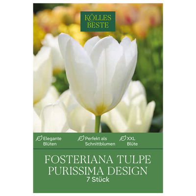 Fosteriana Tulpen Purissima Design weiß/gelb, 7 Blumenzwiebeln