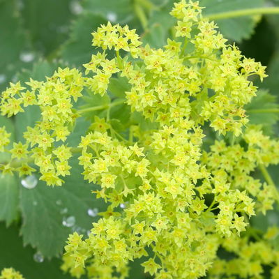 Frauenmantel, grün-gelb, Topf 11x11 cm, 3 Pflanzen Frauenmantel, grün-gelb, Topf 11x11 cm, 3 Pflanzen