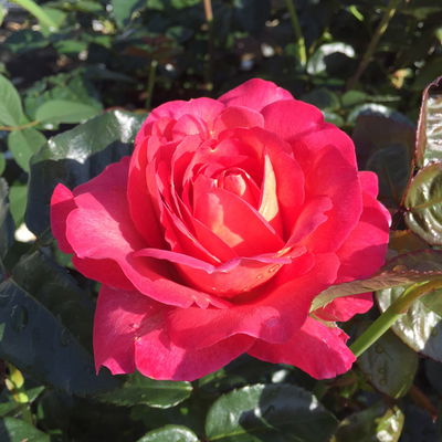 Duftende Strauchrose 'Noacks Classico'®, pink, Topf 5 Liter Duftende Strauchrose 'Noacks Classico'®, pink, Topf 5 Liter