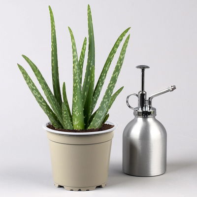 Aloe vera in Übertopf Vibes gelb, Topf-Ø 12 cm, Höhe ca. 35 cm, 2er-Set