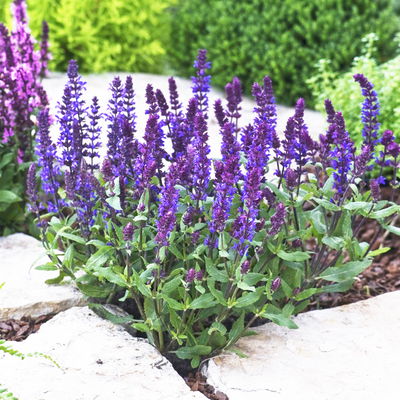 Kölles Beste Garten-Salbei 'New Dimension Blue', 3 Liter Topf