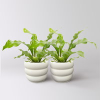 Nestfarn, Topf-Ø 12 cm, mit Keramiktopf Byron, 2 Pflanzen