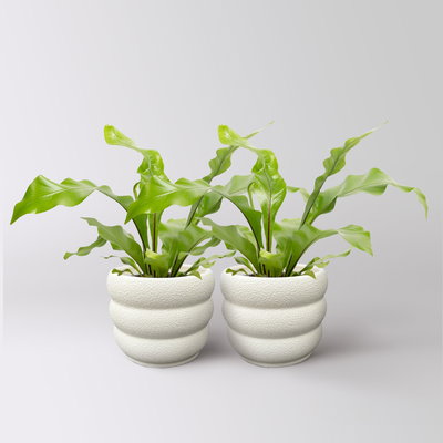 Nestfarn, Topf-Ø 12 cm, mit Keramiktopf Byron, 2 Pflanzen