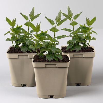 Bio Duftnessel 'Blue Fortune', violett, Topf 11x11 cm, 3 Pflanzen Bio Duftnessel 'Blue Fortune', violett, Topf 11x11 cm, 3 Pflanzen