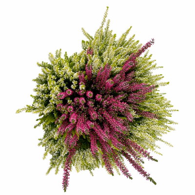Knospenheide 'Colour Crown', zweifarbig, Farbe zufällig, Schale-Ø 23 cm