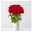 Blumenbund mit Rosen 'Red Naomi', 15er-Bund, rot, inkl. gratis Grußkarte