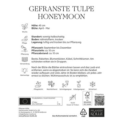 Gefranste Tulpen Honeymoon weiß, 7 Blumenzwiebeln