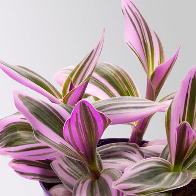 Grünpflanzenset für Grüne Wand, bunter Mix, Topf-Ø 8,5 cm, 12 Pflanzen