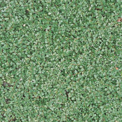 Cotoneaster dammeri 'Streibs Findling', Topf-Ø 9 cm, 12er-Set Cotoneaster dammeri 'Streibs Findling', Topf-Ø 9 cm, 12er-Set