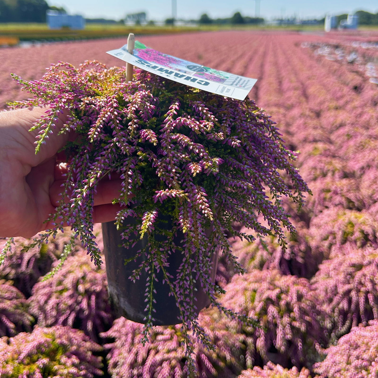 Calluna hängend, rosa, gelblaubig, Topf-Ø 12 cm, 3 Stück