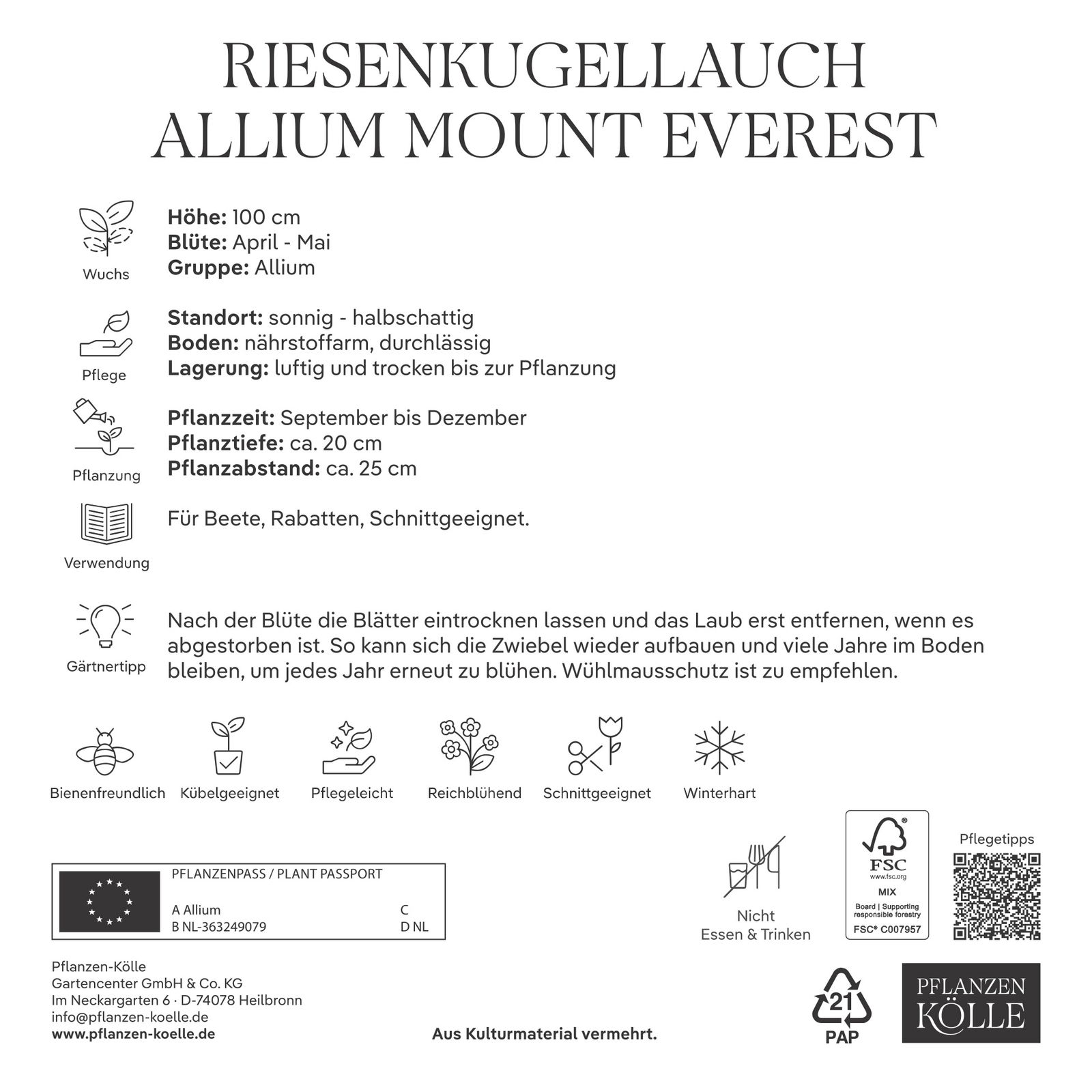 XXL Allium Mount Everest (Riesenkugellauch) weiß, 5 Blumenzwiebeln