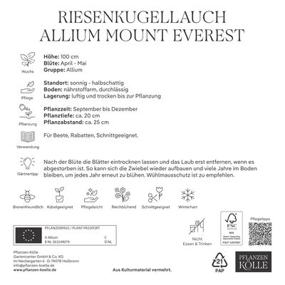 XXL Allium Mount Everest (Riesenkugellauch) weiß, 5 Blumenzwiebeln XXL Allium Mount Everest (Riesenkugellauch) weiß, 5 Blumenzwiebeln