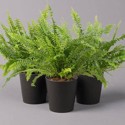 Schwertfarn 'Green Lady' in Keramiktopf Dallas anthrazit, Topf-Ø 12 cm, 3er-Set