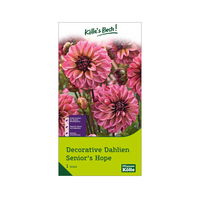 Decorative Dahlien 'Senior's Hope' rosa-dunkelrot, 1 Blumenknolle