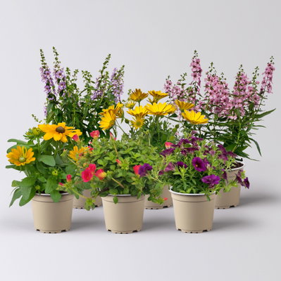 Pflanzenkreation Blütenmeer, groß, 6 Pflanzen Pflanzenkreation Blütenmeer, groß, 6 Pflanzen