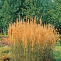 Bio Reitgras 'Karl Foerster', Topf 3 Liter