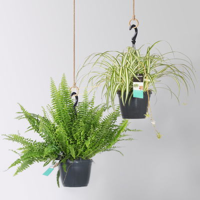 Grünpflanzen-Set Dream-Team, Hängeampel-Ø 17 cm, 2 Pflanzen