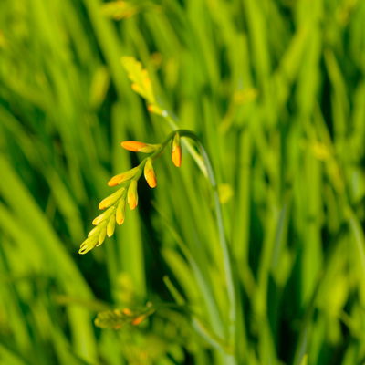 Bio Montbretie 'George Davidson' gelb, Topf 3 Liter