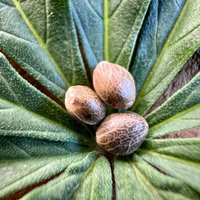 Cannabis Saatgut Hanf 'OG Kush Auto'