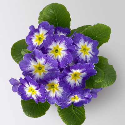 Primel 'Starflame', Farben zufällig, geflammt, Topf-Ø 11 cm, 8 Pflanzen