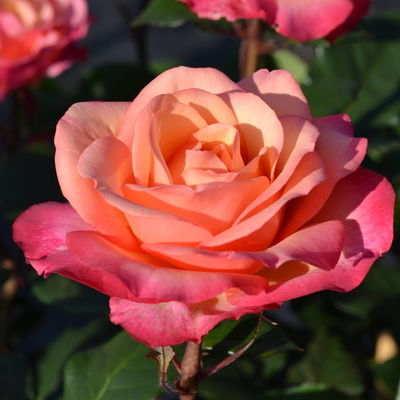 Edelrose 'Saloon'®, orange, Topf 5 Liter, 4 Pflanzen Edelrose 'Saloon'®, orange, Topf 5 Liter, 4 Pflanzen