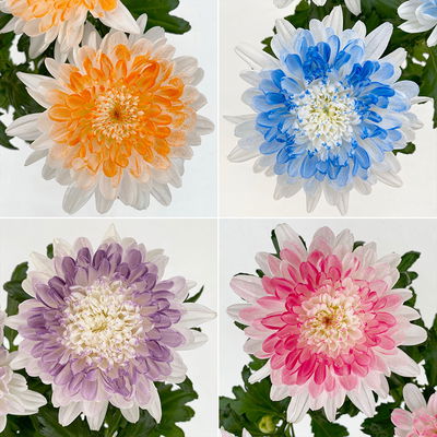 Chrysantheme 'Zembla Make-Upz® Heart Mix, Farben zufällig, Topf-Ø 13 cm, 3er-Set Chrysantheme 'Zembla Make-Upz® Heart Mix, Farben zufällig, Topf-Ø 13 cm, 3er-Set