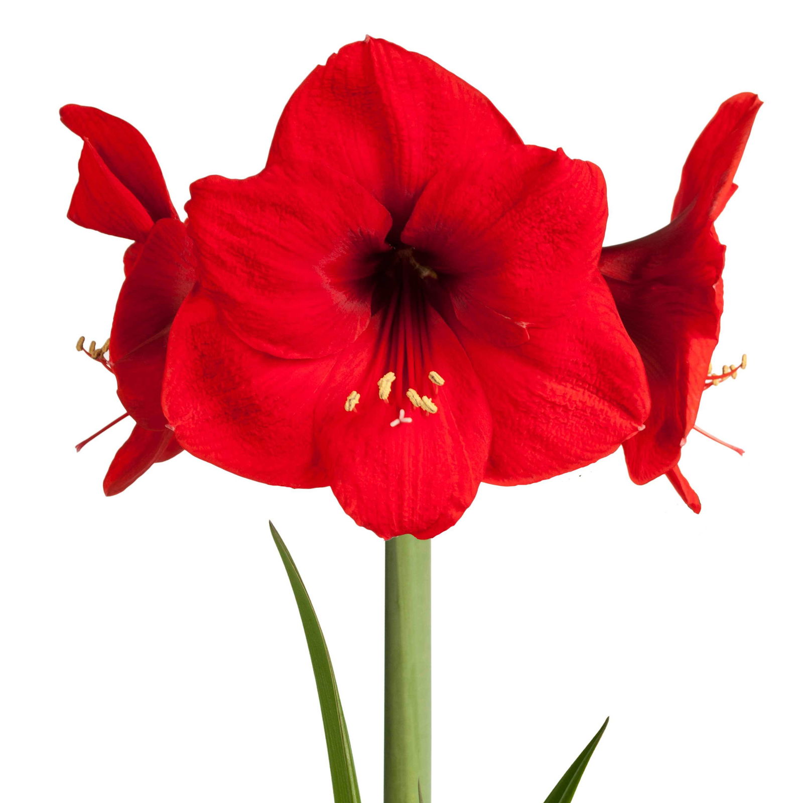 Gewachste XL-Amaryllis- Zwiebel, rote Blüte, Dekor 'Basic Red'