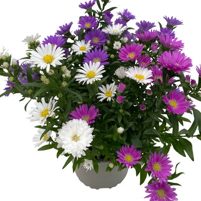 Aster novi-belgii 'Trio', 3er-Set, weiß-rosa-blau, Topf 12/13 cm Ø