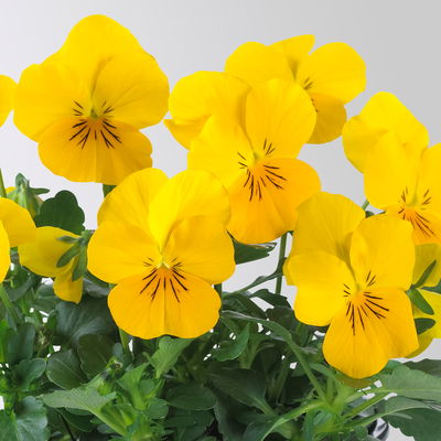 Pflanzenkreation Frühlingskick, 12 Pflanzen inkl. Erde