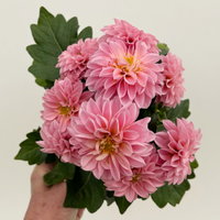 Dahlie, rosa, Topf-Ø 12 cm, 6 Pflanzen Dahlie, rosa, Topf-Ø 12 cm, 6 Pflanzen