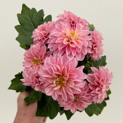 Dahlie, rosa, Topf-Ø 12 cm, 6 Pflanzen Dahlie, rosa, Topf-Ø 12 cm, 6 Pflanzen