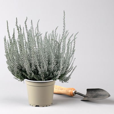 Knospenheide 'Picasso', blau & weiß gefärbt, Topf-Ø 12 cm, 6 Pflanzen Knospenheide 'Picasso', blau & weiß gefärbt, Topf-Ø 12 cm, 6 Pflanzen