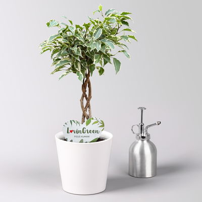 Birkenfeige 'Kumani' in Keramiktopf weiß, Topf-Ø 12 cm, Höhe ca. 40 cm Birkenfeige 'Kumani' in Keramiktopf weiß, Topf-Ø 12 cm, Höhe ca. 40 cm