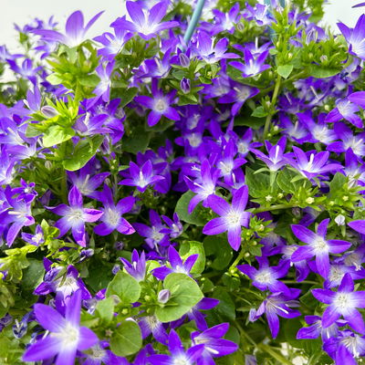 Polster-Glockenblume 'Adansa® Purple', blau-weiß, Ampeltopf-Ø 19 cm, 2 Pflanzen