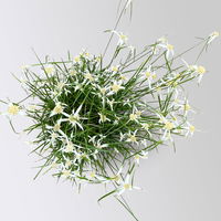 Rhynchospora colorata 'Sternentänzergras', Topf-Ø 23 cm