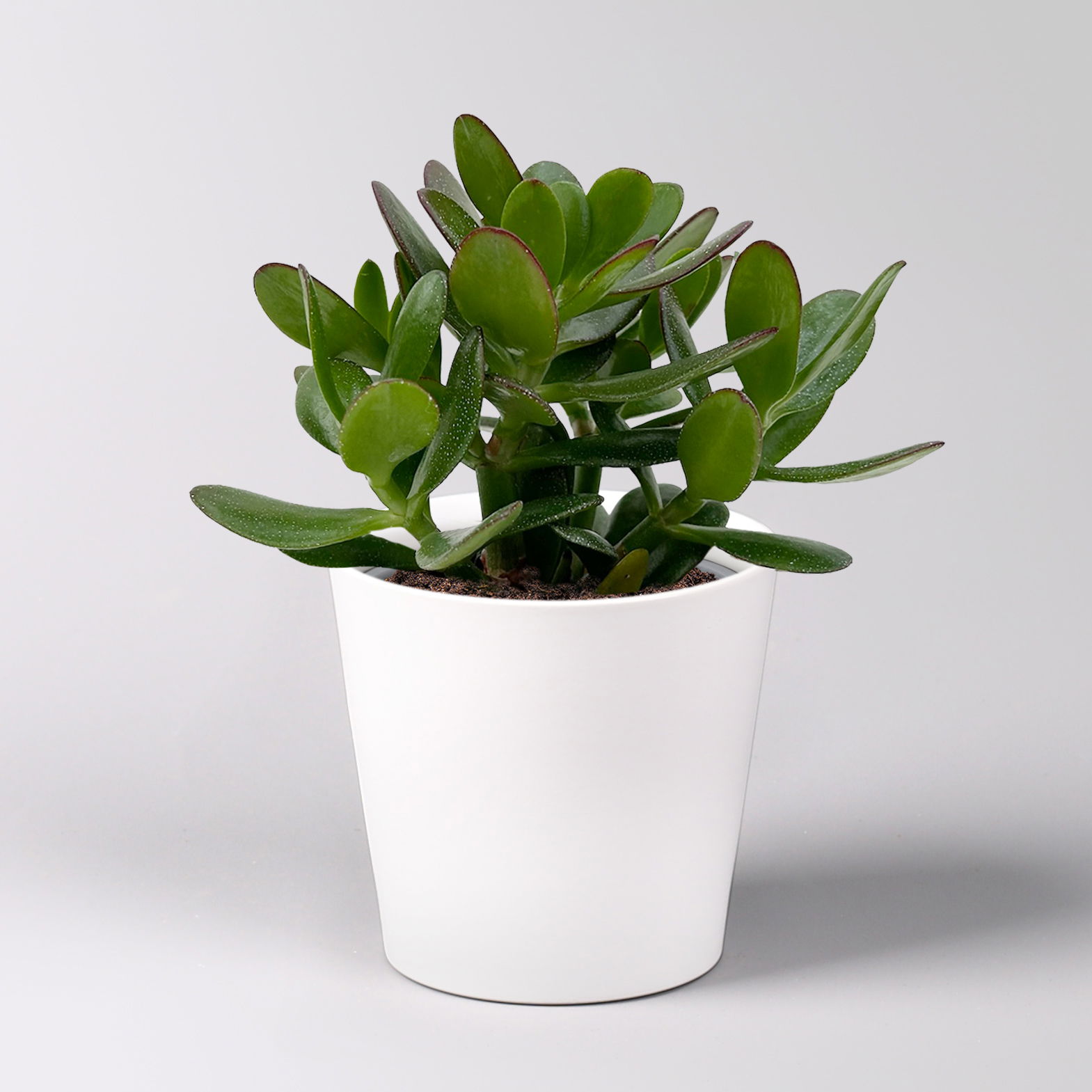 Geldbaum 'Magical Tree', Topf-Ø 12cm, in Keramiktopf weiß, 3 Pflanzen