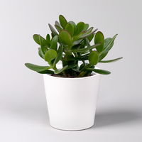 Geldbaum 'Magical Tree', Topf-Ø 12cm, in Keramiktopf weiß, 3 Pflanzen