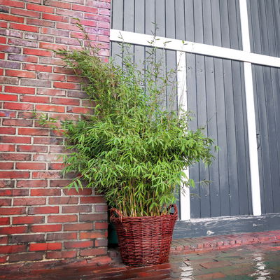 Bambus 'Malachite Monkeys'® EU-S, Höhe ca. 80-100 cm, Topf 10 Liter, 2 Stück