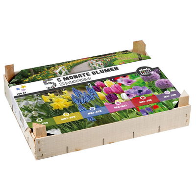 Big-Box Blumenzwiebeln '5 Monate Blume', 120 Blumenzwiebeln Big-Box Blumenzwiebeln '5 Monate Blume', 120 Blumenzwiebeln