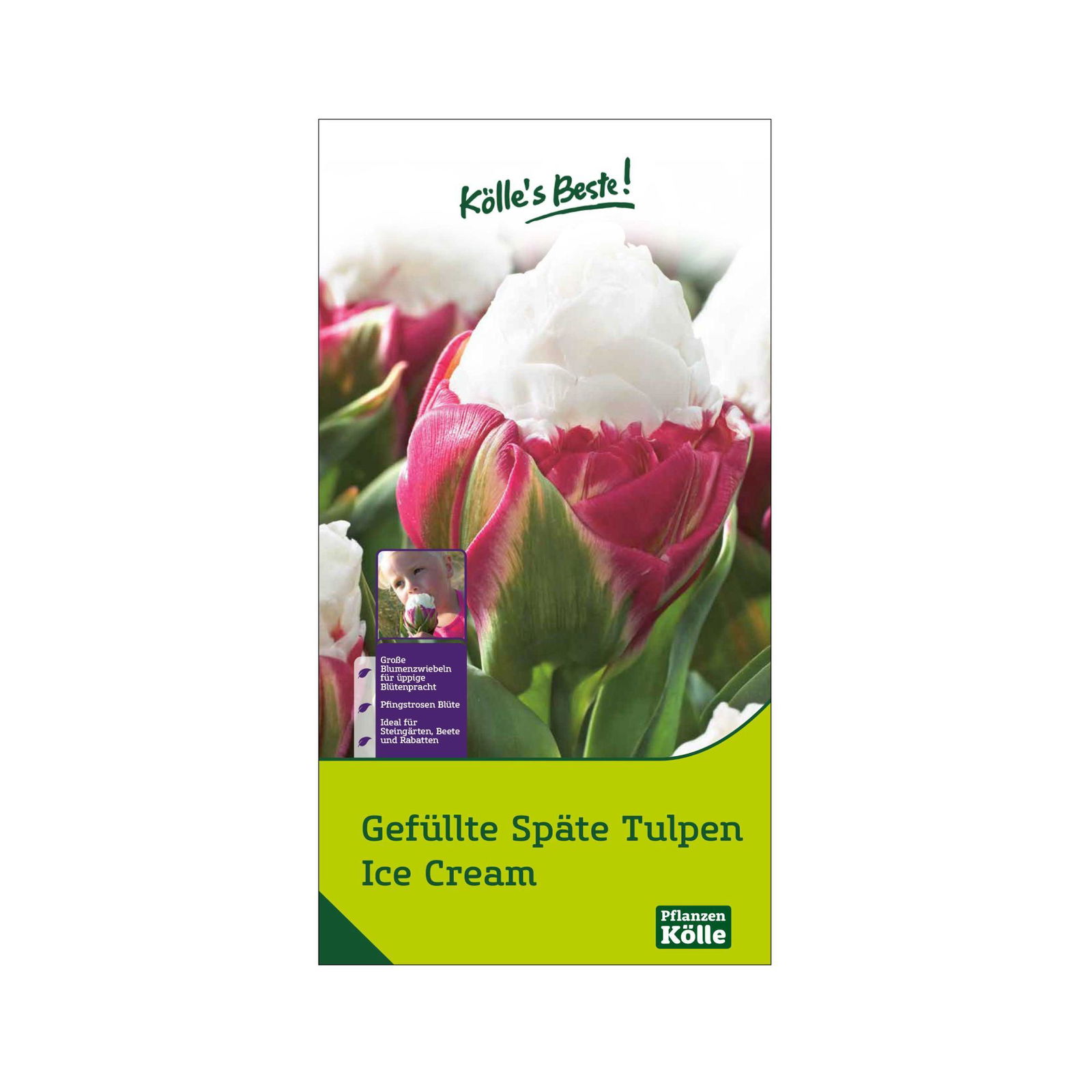 Gefüllte späte Tulpen Ice Cream weiß/rosa, 5 Blumenzwiebeln