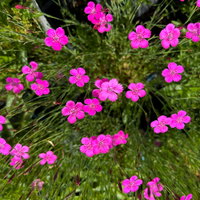 Bio Heidenelke 'Roseus', pink, Topf 11x11 cm, 3 Pflanzen Bio Heidenelke 'Roseus', pink, Topf 11x11 cm, 3 Pflanzen