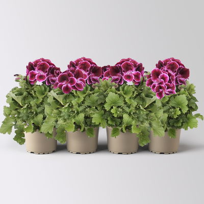 Edelgeranie Bella Donna® 'Don Valentino®', pink-lila, Topf-Ø 12 cm, 4 Pflanzen
