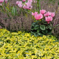 Euonymus fortunei 'Emerald Gold' gelbgrün,Topf-Ø 9 cm, 12er-Set