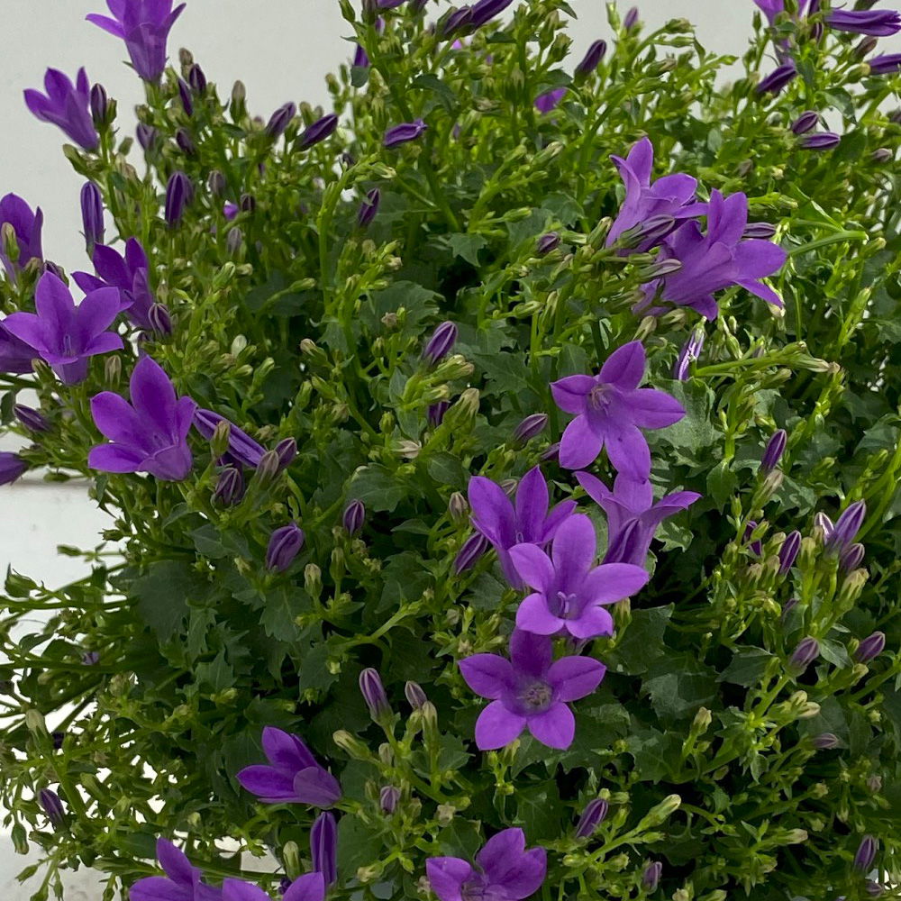 Campanula 'Ambella® Purple' lila, Topf-Ø 12 cm, 3er-Set