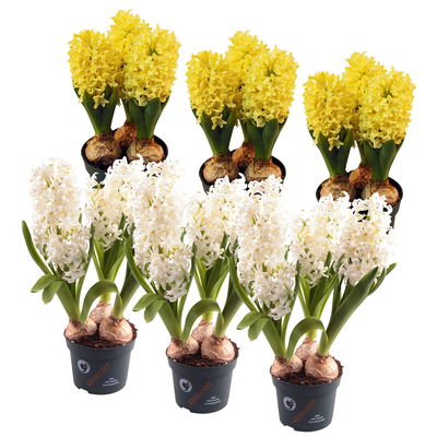 Hyazinthe, weiß & gelb, vorgetrieben, Topf-Ø 12 cm, 6 Pflanzen