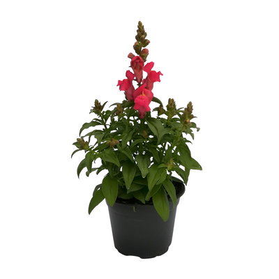 Löwenmäulchen rosa-pink, Topf 12 cm Ø, 6 Stück