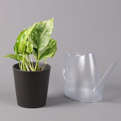 Efeutute 'Marble Queen' inkl. Topf Dallas anthrazit, Topf-Ø 12 cm, 3 Pflanzen