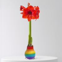 Amaryllis in Wachs, Dekor 'Rainbow', Blüte rot Amaryllis in Wachs, Dekor 'Rainbow', Blüte rot