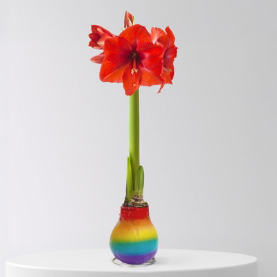 Amaryllis in Wachs, Dekor 'Rainbow', Blüte rot Amaryllis in Wachs, Dekor 'Rainbow', Blüte rot